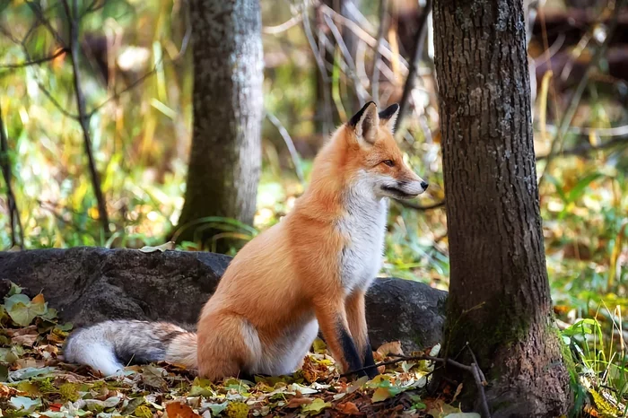 Several interesting features from the life of a fox in the spring - Animals, Wild animals, Fox, Nature, Yandex Zen, Longpost