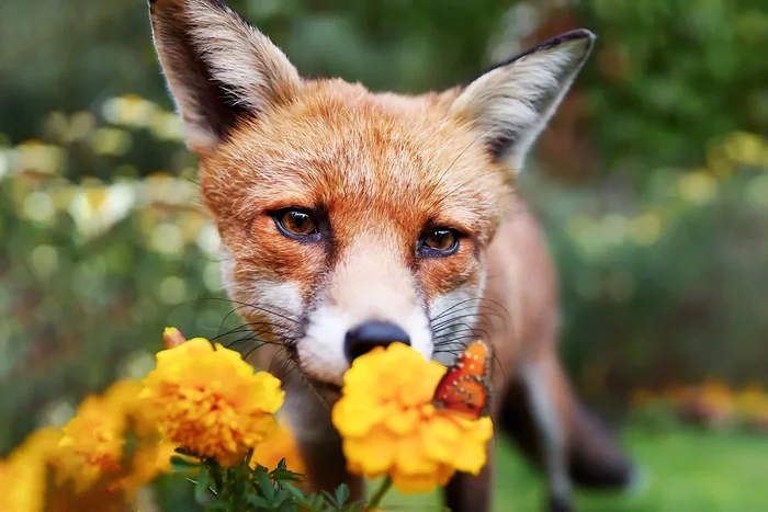 Several interesting features from the life of a fox in the spring - Animals, Wild animals, Fox, Nature, Yandex Zen, Longpost
