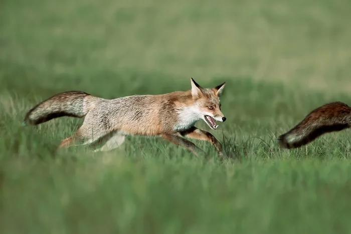 Several interesting features from the life of a fox in the spring - Animals, Wild animals, Fox, Nature, Yandex Zen, Longpost