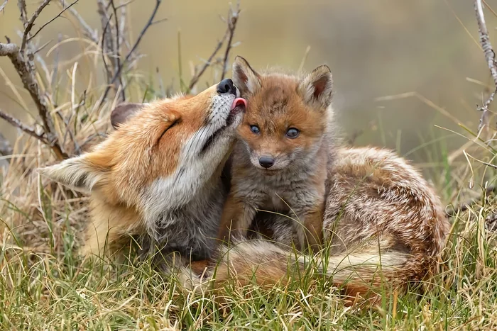 Several interesting features from the life of a fox in the spring - Animals, Wild animals, Fox, Nature, Yandex Zen, Longpost