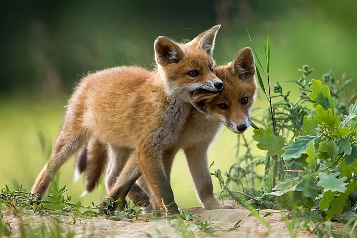 Several interesting features from the life of a fox in the spring - Animals, Wild animals, Fox, Nature, Yandex Zen, Longpost