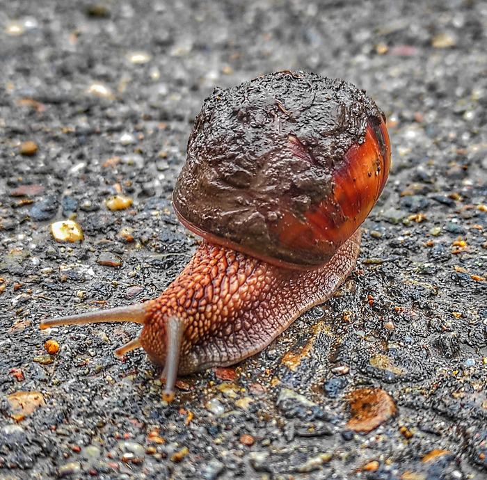 Spring. The first clues are coming out - My, Snail, The photo, Spring