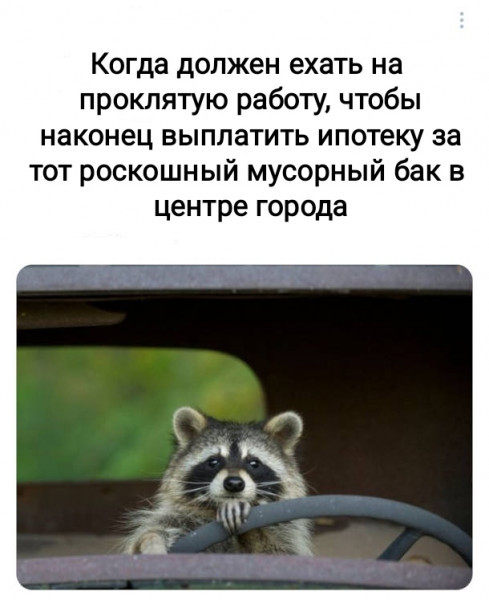 To work, to work! - Raccoon, Work, Depression, Mortgage, Picture with text