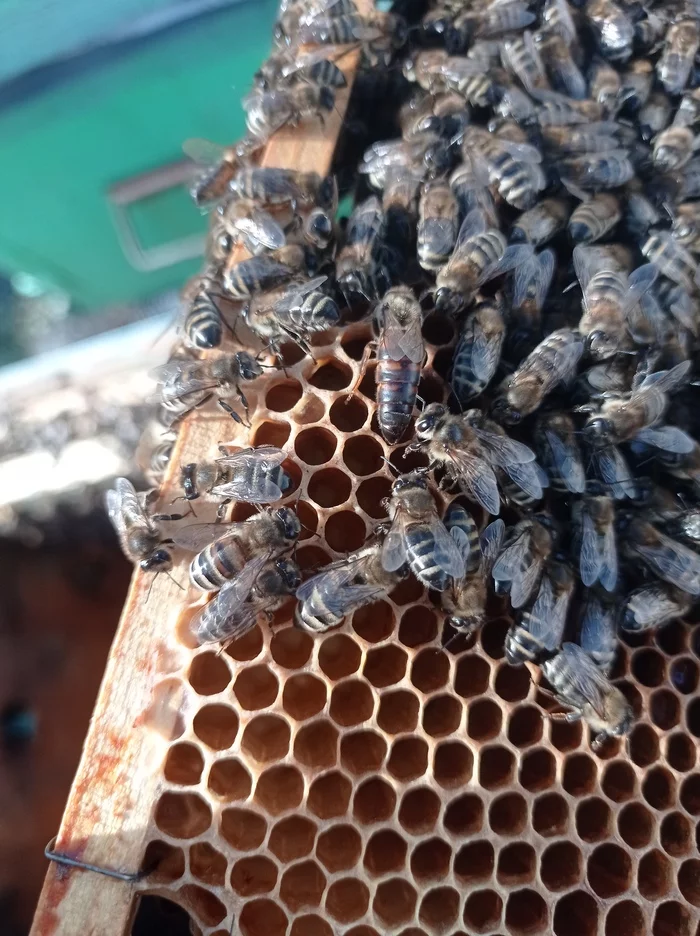 It's warm, the bees have flown - My, Apiary, Beekeeping, Bees, Spring, Nature, Insects, Video, Longpost, Tiktok