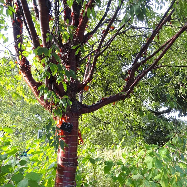 Tree allergy sufferer's horror - Bush, Birch, Yandex Zen, Longpost, Tree