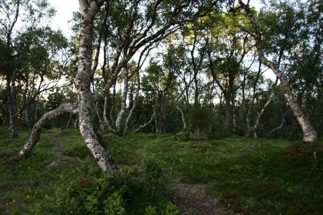 Tree allergy sufferer's horror - Bush, Birch, Yandex Zen, Longpost, Tree