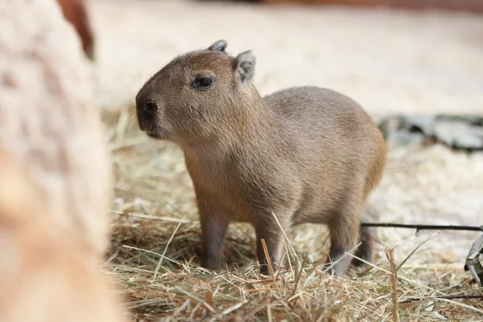 A baby capybara was born at the Leningrad Zoo - Capybara, Zoo, Good news, Young, Leningrad Zoo, Saint Petersburg