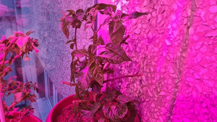 Peppers are sick. Request for help - Pepper farming, Plant growing, Help