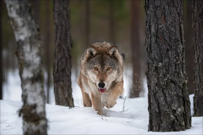 European Wolf - Wolf, Wild animals, wildlife, beauty of nature, The national geographic, The photo, Republic of Belarus, Vitebsk region, , Boron, Predator, Photo hunting, Winter, February