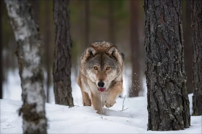 Европейский волк - Волк, Дикие животные, Дикая природа, Природа, The National Geographic, Фотография, Республика Беларусь, Витебская область, Бор, Хищник, Фотоохота, Зима, Февраль