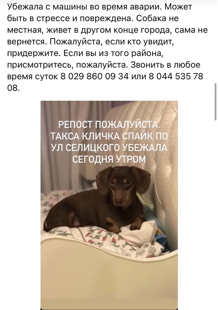 Help me find the dog!!!! SOS!! - My, Minsk, Shabany, Dog, The dog is missing, No rating, Help