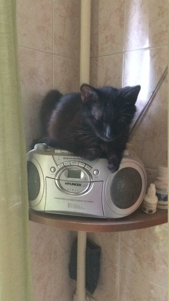 Lighthouse turn me on! ... - My, Black cat, Convenience, Radio control, cat