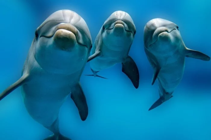 The dark side of dolphins - My, Dolphin, Facts, Wild animals, Black Sea, Dangerous animals