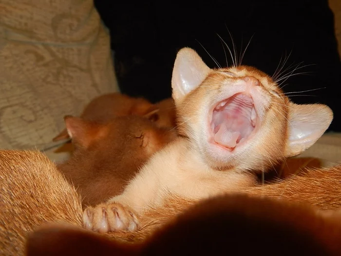 Reply to the post “And now we all yawn together!” - My, cat, Yawn, The photo, Milota, Abyssinian cat, Reply to post, Longpost