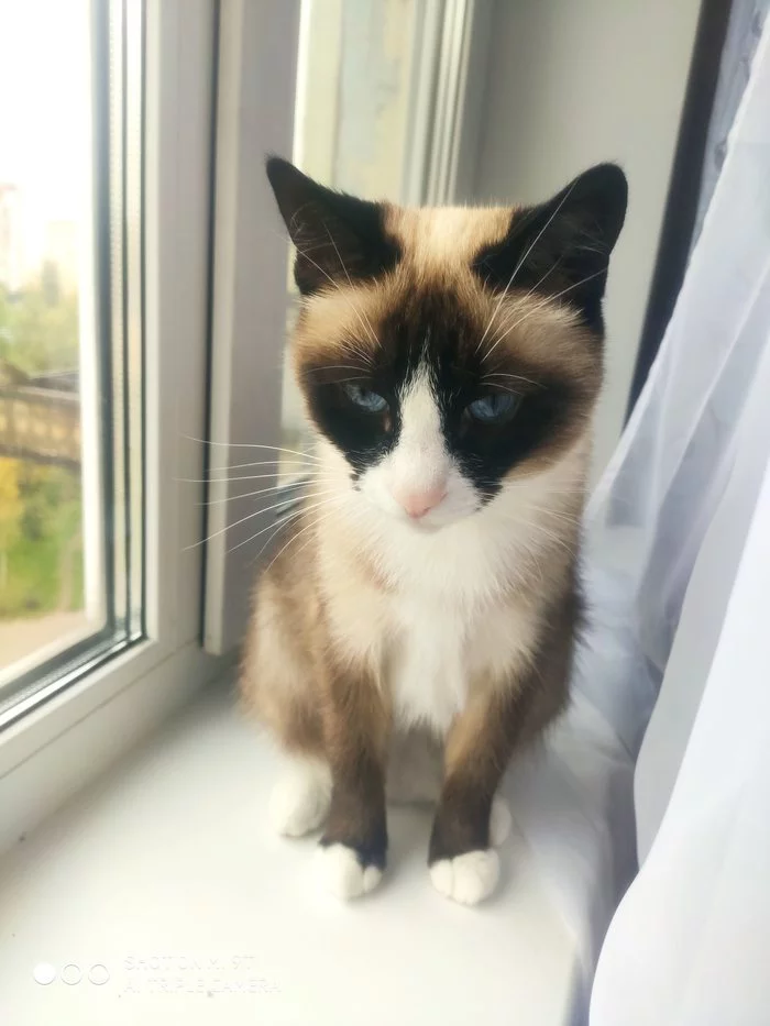 Reply to the post “My dissatisfied face” - My, cat, Siamese cat, Kurilian Bobtail, Abyssinian cat, Reply to post, Longpost