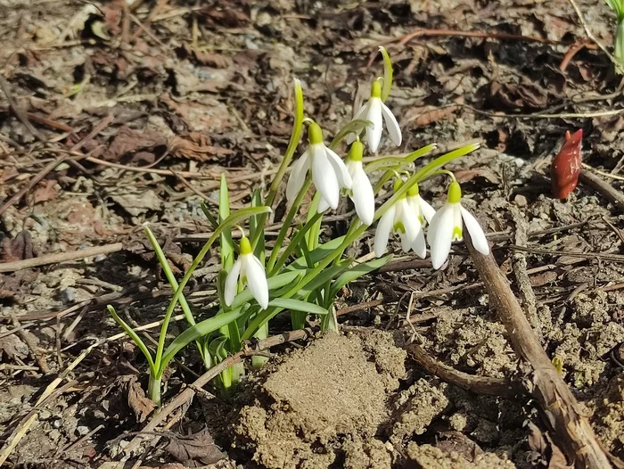 snowdrops - My, Snowdrops flowers, Nature, Moscow, Spring, Insects, Flowers, Longpost