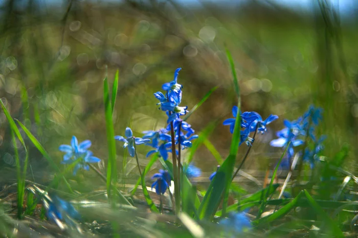 Scillas - My, Proleski, Primroses, Helios-44, Nature, Spring