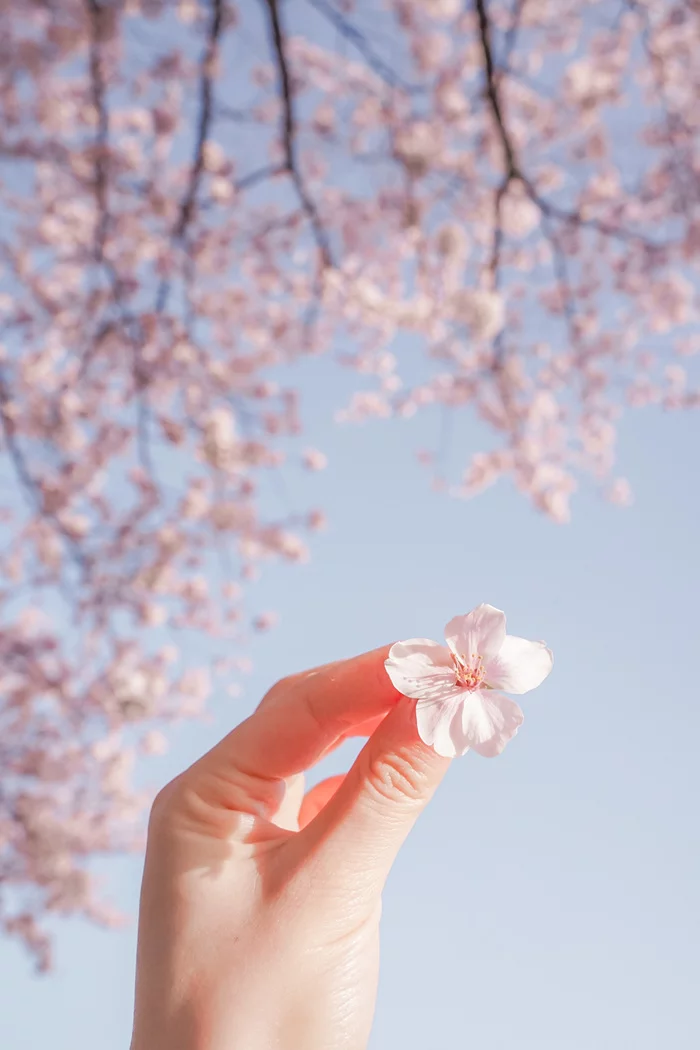 Sakura - The photo, Nature, Sakura, Petals, Flowers