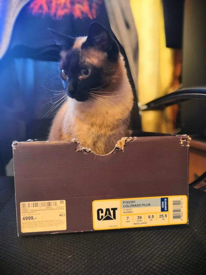 Cat Inside - My, cat, Thai cat, Box