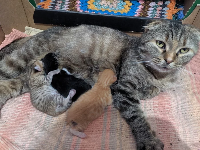 Happiness has arrived - My, Kittens, Birth, Scottish lop-eared, Redheads, cat