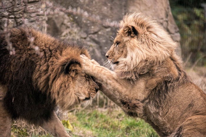 Невозможное возможно Лев, Львята, Сироты, Отец, Большие кошки, Животные, Зоопарк, Блэкпул, Англия, The National Geographic, Удивительное, Видео, Длиннопост, Трогательно, Милота Невозможное возможно Лев, Львята, Сироты, Отец, Большие кошки, Животные, Зоопарк, Блэкпул, Англия, The National Geographic, Удивительное, Видео, Длиннопост, Трогательно, Милота