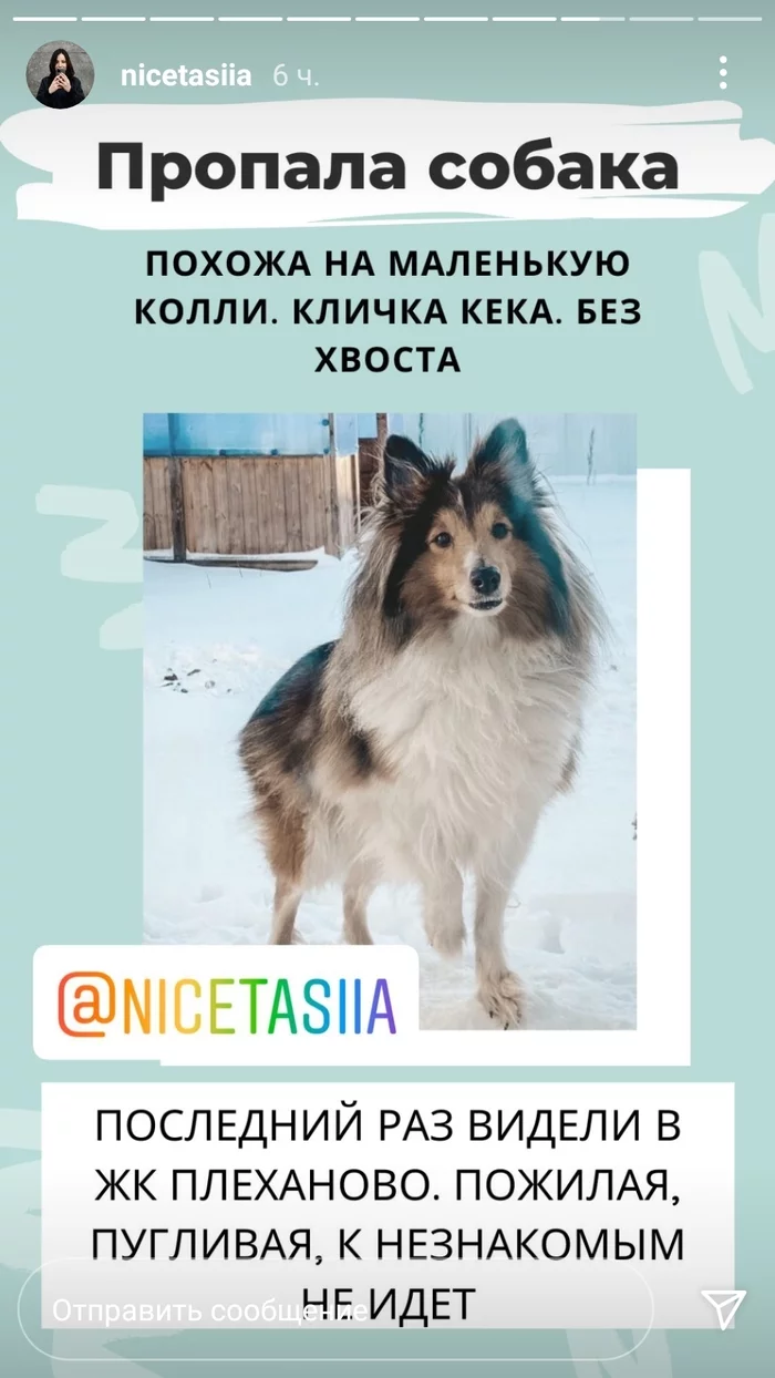 Пропала собака Пропала собака, Тюмень, Шелти, Домашние животные, Помогите найти, Сила Пикабу, Без рейтинга, Собака