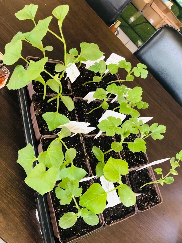 When to plant seeds of Watermelons, Cucumbers, Melons, Zucchini? (for greenhouses and open ground) - Zucchini, Seedling, Garden, Gardening, Vegetable growing, Longpost