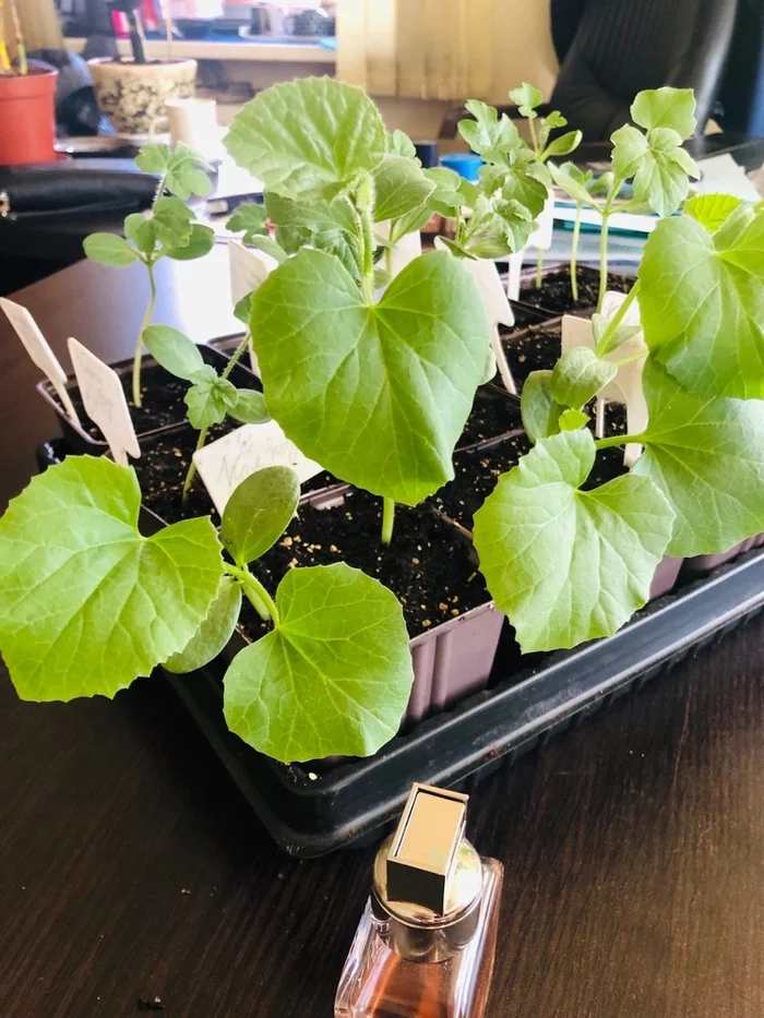 When to plant seeds of Watermelons, Cucumbers, Melons, Zucchini? (for greenhouses and open ground) - Zucchini, Seedling, Garden, Gardening, Vegetable growing, Longpost