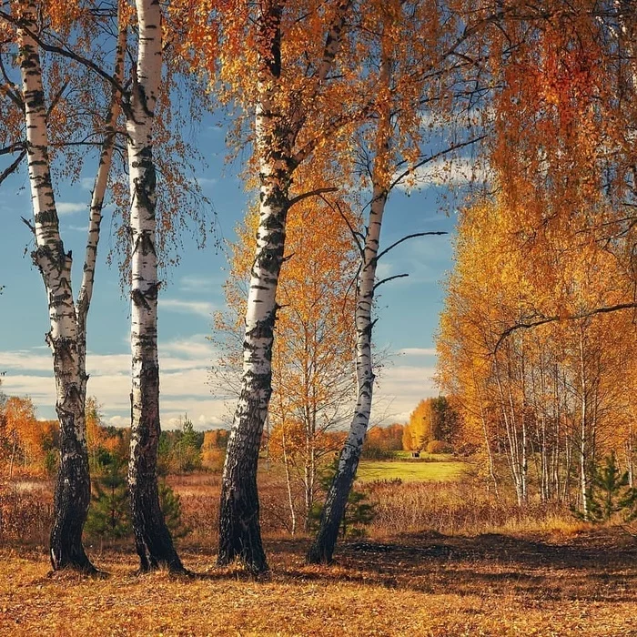 Vladimir region - Nature, beauty of nature, The nature of Russia, beauty, The photo, Vladimir region, Autumn