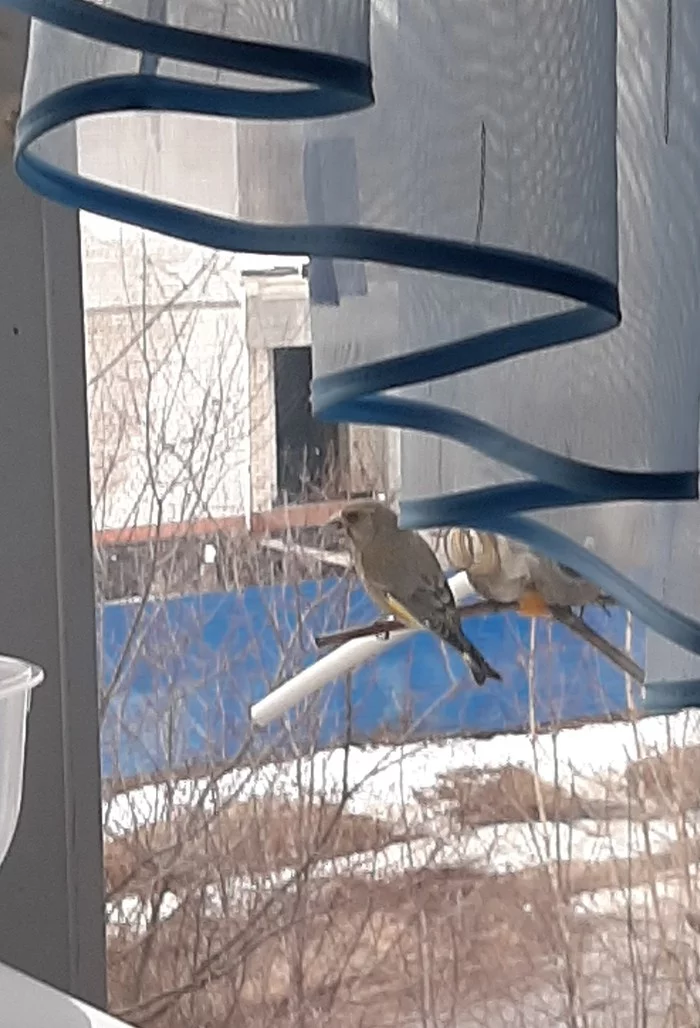 The bird feeder is still working - My, Trough, Greenfinch