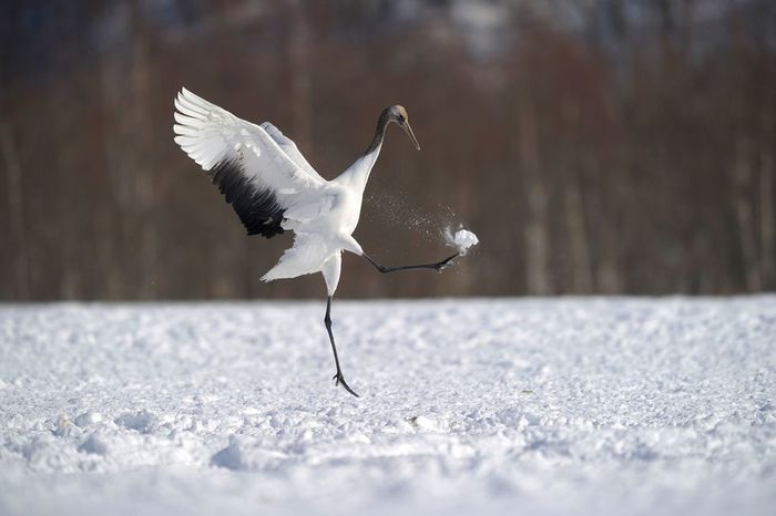 Take a picture, like zafutbolil - Cranes, Birds, Snowball, Winter, The photo