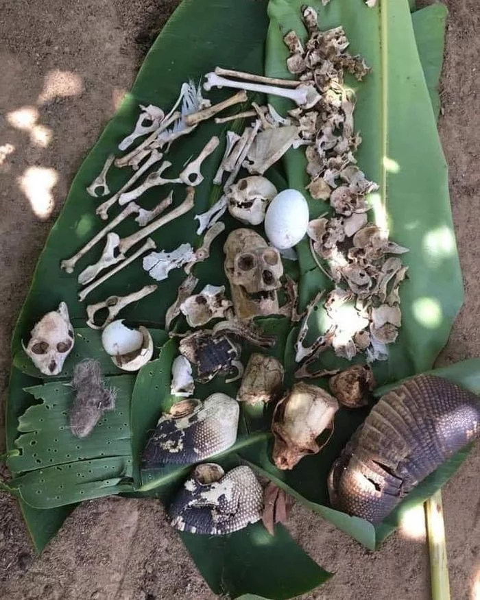 Creepy Lost and Found - Bones, Scull, Skin, Nest, South American Harpy, Reddit