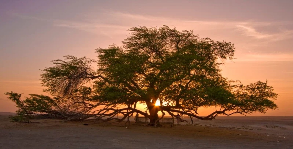 Условия жизни деревьев. Мескитовое дерево Бахрейн. Древо жизни Бахрейн. Дерево жизни в Bahrain. Дерево жизни в пустыне Бахрейна.