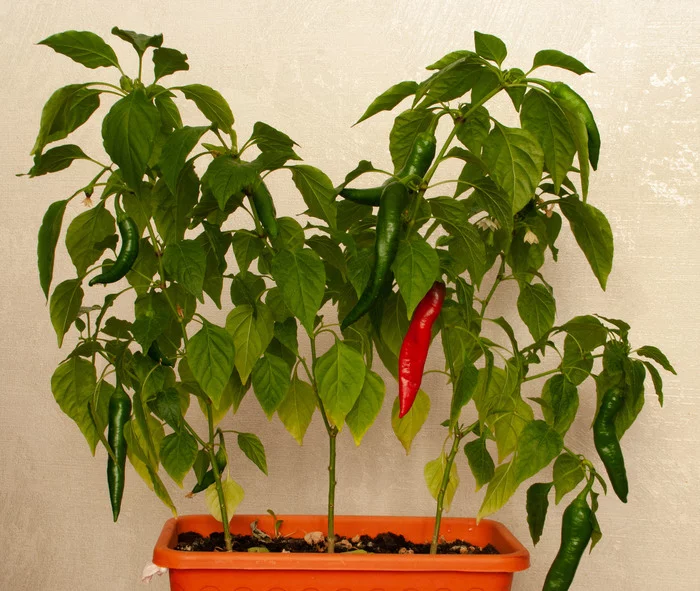 Reply to the post “Hot Pepper Harvest” - My, Hot peppers, Garden, Harvest, Wit, Reply to post