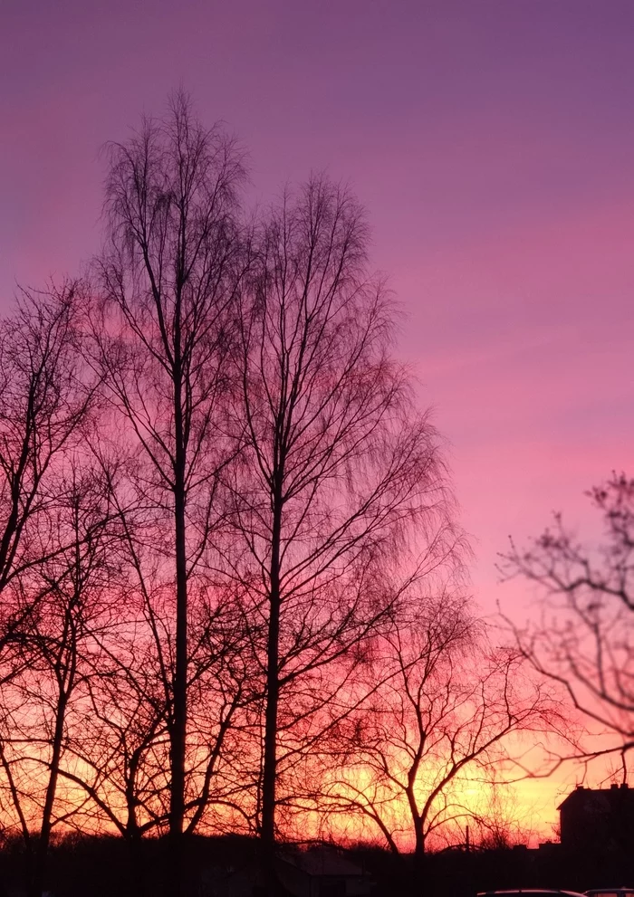 Sunset - My, Sunset, Sky, Tree, Republic of Belarus