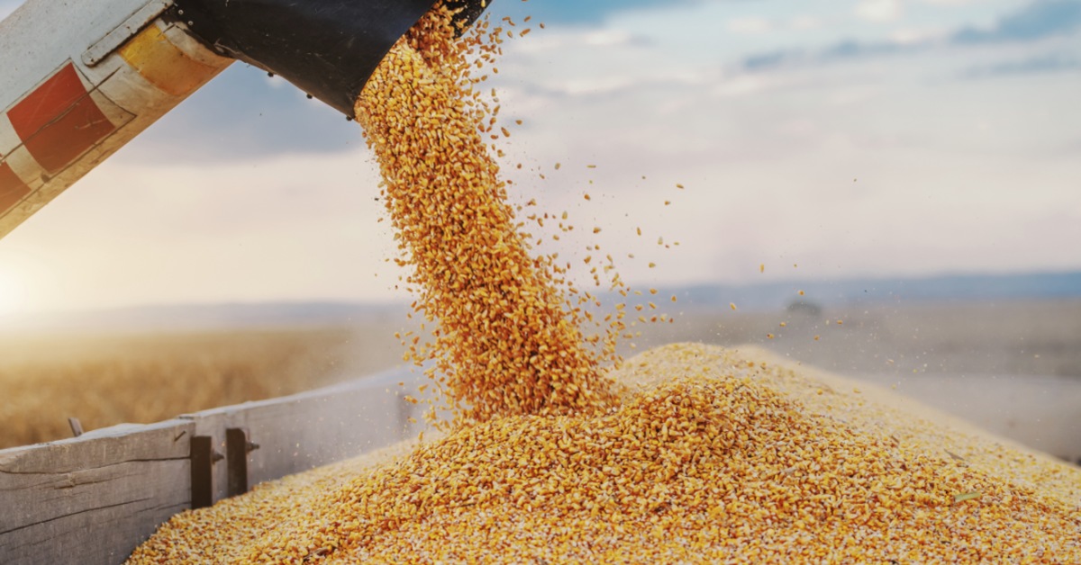 Производство злаковых. Обмолот пшеницы. Экспорт зерна. Погрузка зерна. Экспорт зерновых.