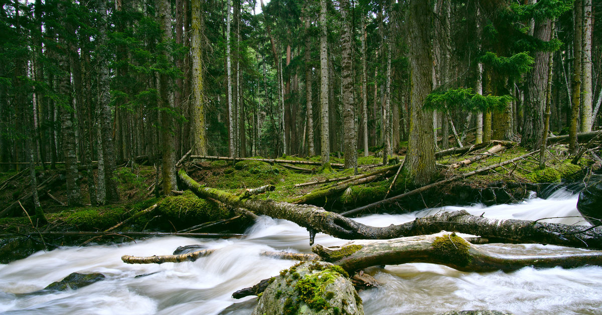 Own forest. Архыз лес. Рапочай Архыз ручей. Лесной ручей в Архызе Рапочай. Хвоя Архыз.