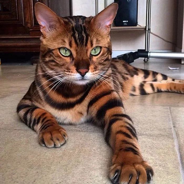 Tiger cat - cat, Animals, Striped