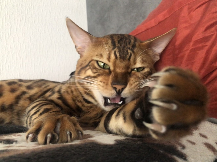 ������ �����