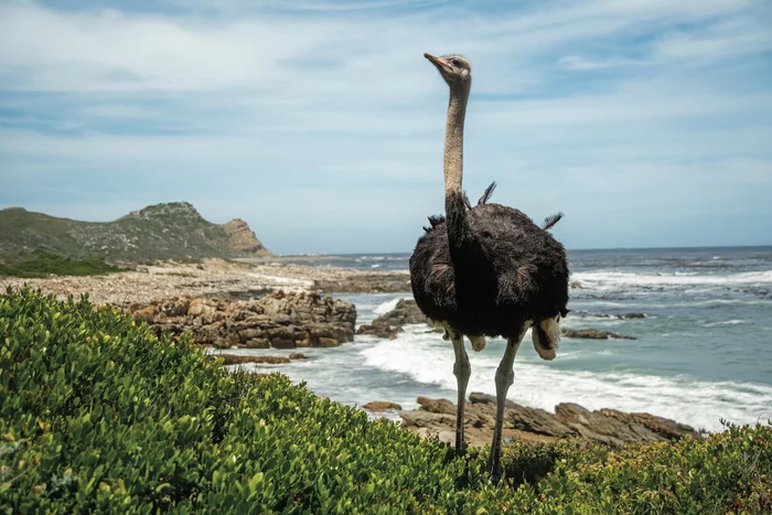 Miracle in feathers - Birds, Ostrich, Africa, Tanzania, National park, The science, Scientists, Zoology, University, Mating games, Nesting, The national geographic, Informative, Longpost