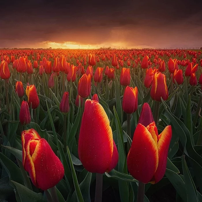 Netherlands - beauty, Netherlands, Europe, Flowers, Tulips, The photo, Field, Сельское хозяйство, Longpost, Netherlands (Holland)