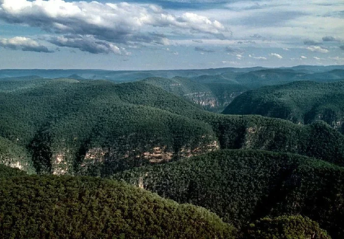 Дерево, случайно обнаруженное в 1994 году и поставившее ученых тупик Дерево, Кустарник, Реликт, Растения, Яндекс Дзен, Длиннопост Дерево, случайно обнаруженное в 1994 году и поставившее ученых тупик Дерево, Кустарник, Реликт, Растения, Яндекс Дзен, Длиннопост