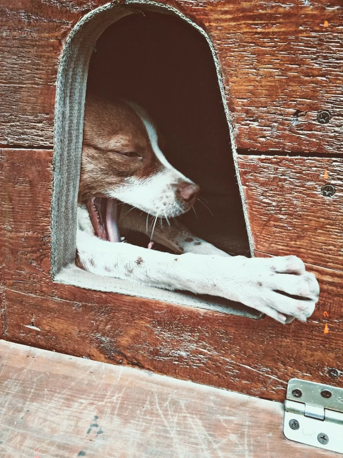 Morning Alpha in the summer house) - My, The photo, Mobile photography, Animals, Pets, Dog, Alf, Awakening, Yawn, Morning, Booth