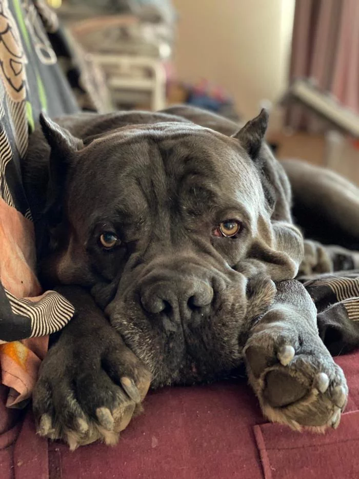 Sad friend) - My, Dog, Cane Corso, Nose