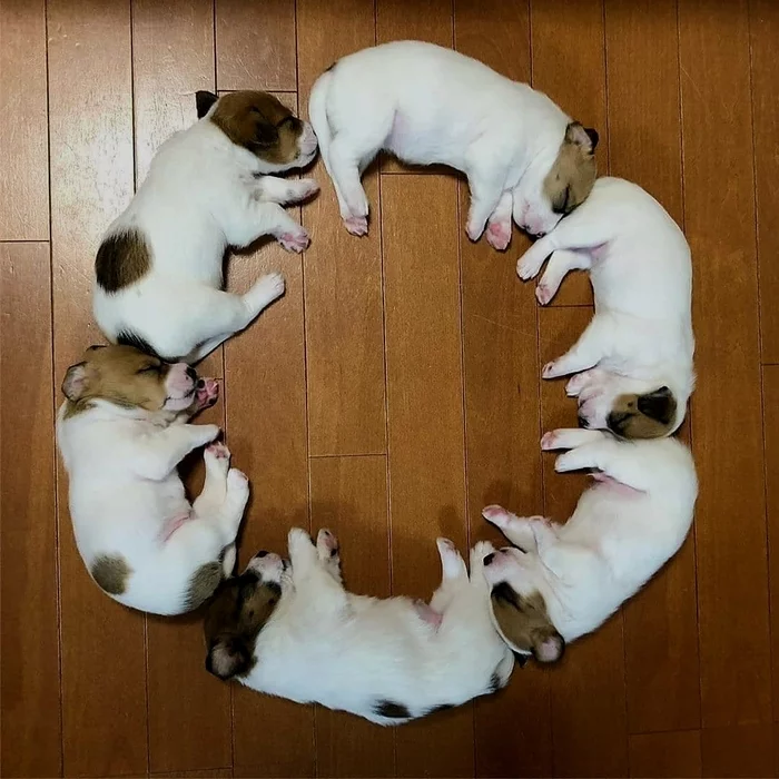 Lie down, children, lie down in a circle... - Dog, A circle, Milota, Dream, Puppies