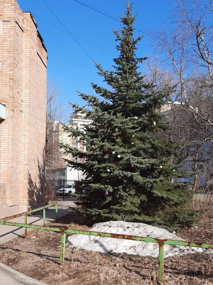 April 10, Ryazan - My, Christmas tree, Spring
