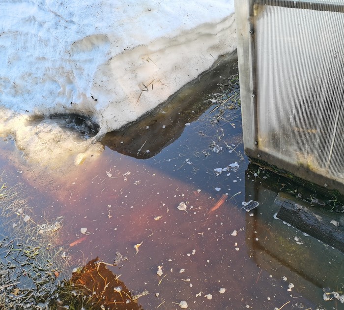 Нас ЗАТОПИЛО! Сею редиску и раннюю зелень в теплице