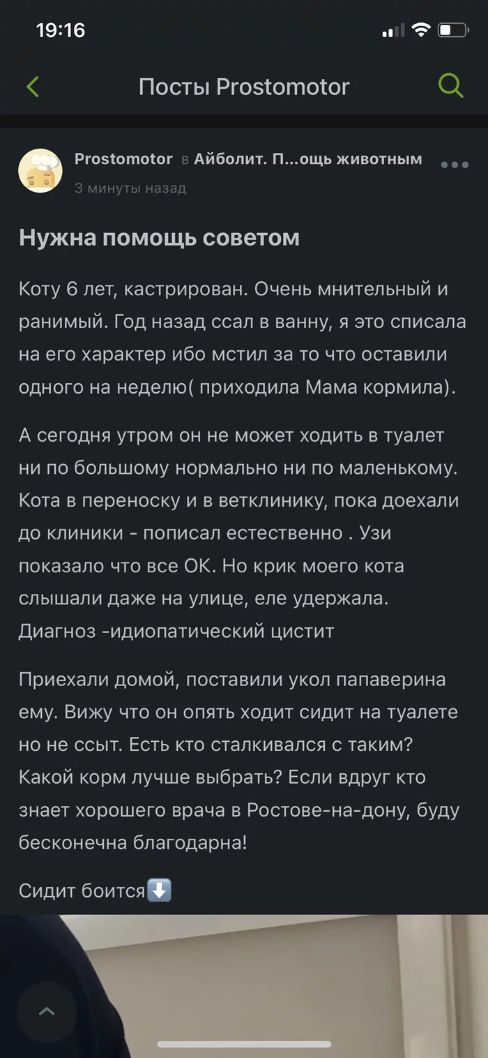 Дублирую пост.нужен совет - Кот, Цистит, Толстые котики, Нужен совет, Длиннопост