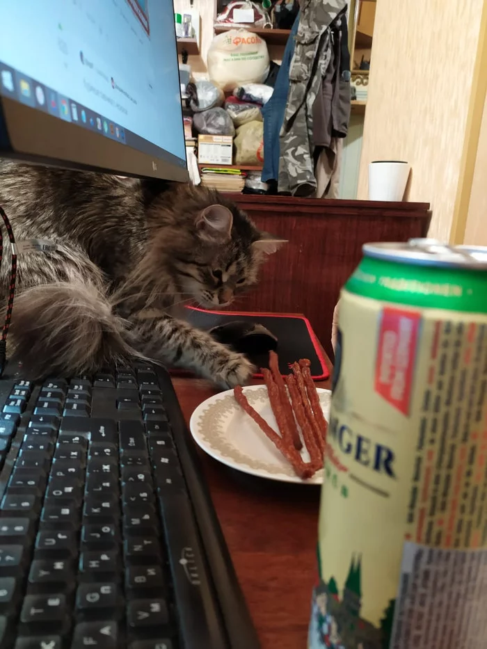 Cat and beer - My, cat, Paws, Grip, Animals