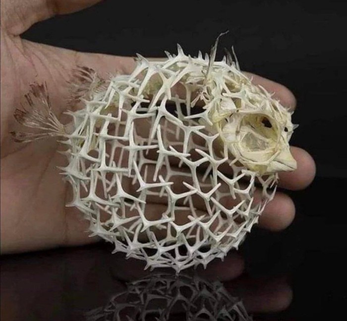 Скелет рыбы